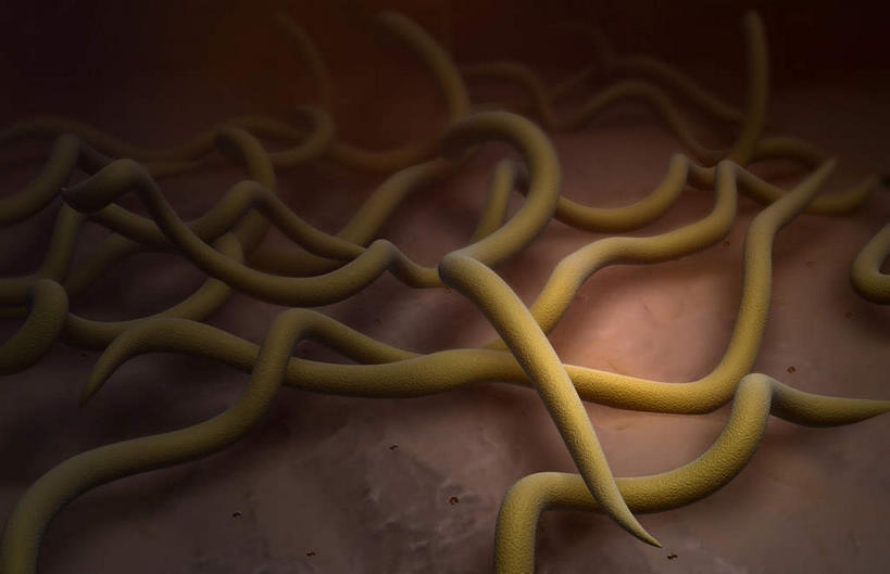 无人,横图,插画,室内,白天,正面,数码,分子,科技,微生物,静物,阴影,网络,细菌,医学,螺旋,细胞,高光,几何,计算机图形,合成,图画,画,生物,人体,电脑合成图,数码合成图,医疗,病毒,生物学,漫画,生理学,写实,具体,具象,寄生,生命体,螺旋菌,莱姆病,彩图