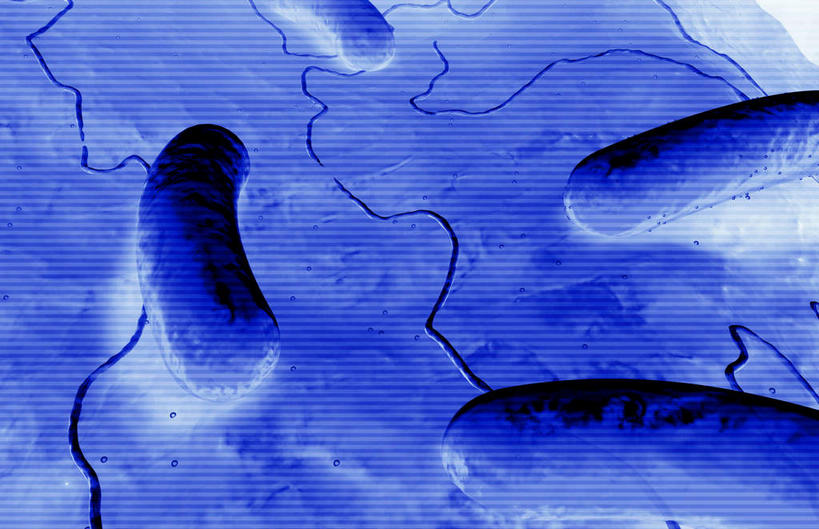 无人,横图,插画,室内,白天,正面,数码,分子,科技,微生物,静物,阴影,蓝色背景,网络,医学,高光,几何,计算机图形,合成,图画,画,生物,人体,电脑合成图,数码合成图,医疗,病毒,生物学,漫画,生理学,写实,具体,具象,寄生,生命体,棒状,肠道细菌感染,肠杆菌,彩图,沙门氏菌