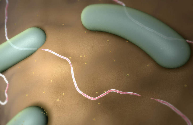 无人,横图,插画,室内,白天,正面,数码,分子,科技,微生物,静物,阴影,蓝色背景,网络,医学,高光,几何,计算机图形,合成,图画,画,生物,人体,电脑合成图,数码合成图,医疗,病毒,生物学,漫画,生理学,写实,具体,具象,寄生,生命体,棒状,肠道细菌感染,肠杆菌,彩图,沙门氏菌