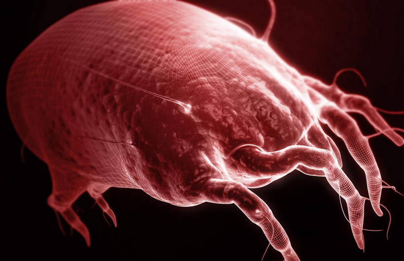 脸,头,鼻子,脸颊,无人,横图,插画,室内,白天,正面,数码,科技,静物,阴影,黑色背景,网络,医学,高光,几何,计算机图形,合成,图画,画,人体,电脑合成图,数码合成图,生物学,漫画,花粉,过敏,鼻腔,生理学,写实,具体,具象,过敏反应,花粉症,过敏症,头部,鼻,鼻孔,脸部,脸蛋,面部,彩图