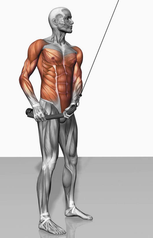 动脉,静脉,骨骼,肌肉,健壮,一个人,无人,站,横图,插画,室内,特写,白天,白色背景,正面,数码,科技,静物,仅一个男性,仅一个人,握,阴影,光线,网络,医学,影子,灯光,骨头,高光,几何,计算机图形,拿,合成,图画,拿着,注视,运动器械,画,仅一个年轻男性,模型,观察,看,站着,健康,健身器械,活力,力量,握着,人体,观看,青春,电脑合成图,数码合成图,骨架,察看,生物学,强壮,关注,胸肌,健身器材,漫画,生理学,写实,具体,具象,二头肌,三角肌,前锯肌,外斜肌,腹直肌,男人,男性,年轻男性,站立,彩图,全身,运动器材