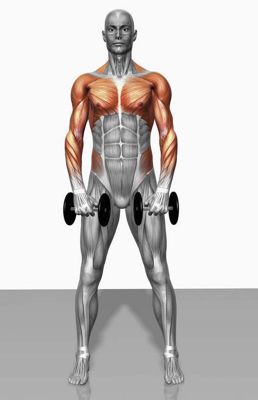 动脉,静脉,骨骼,肌肉,健壮,一个人,无人,站,横图,插画,室内,特写,白天,白色背景,正面,数码,科技,静物,哑铃,仅一个男性,仅一个人,握,阴影,光线,网络,医学,影子,灯光,骨头,高光,几何,计算机图形,拿,合成,图画,拿着,注视,运动器械,画,仅一个年轻男性,模型,观察,看,站着,健康,健身器械,活力,力量,握着,人体,观看,青春,电脑合成图,数码合成图,骨架,察看,生物学,强壮,关注,胸肌,健身器材,漫画,生理学,写实,具体,具象,二头肌,腓肠肌,三角肌,前锯肌,比目鱼肌,腹外斜肌,胫骨前肌,男人,男性,年轻男性,站立,彩图,全身,运动器材