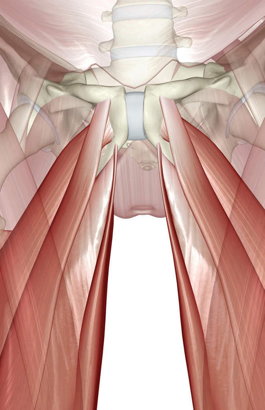 腿部,肌肉,腿,健壮,无人,竖图,插画,室内,白天,白色背景,正面,数码,科技,静物,阴影,局部,网络,医学,高光,几何,计算机图形,合成,图画,画,健康,活力,力量,人体,青春,电脑合成图,数码合成图,生物学,强壮,漫画,生理学,写实,具体,具象,内收长肌,彩图