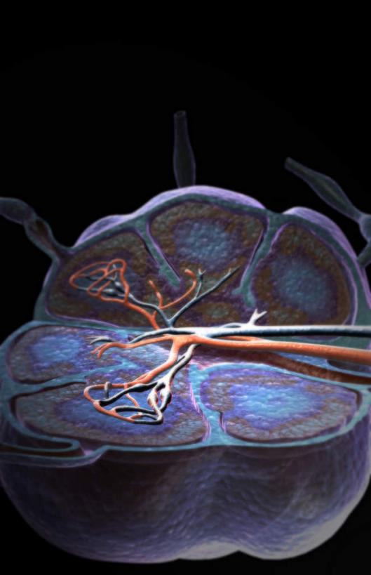 无人,竖图,插画,室内,白天,正面,数码,科技,静物,阴影,黑色背景,网络,医学,高光,几何,计算机图形,合成,图画,画,人体,电脑合成图,数码合成图,生物学,漫画,生理学,写实,具体,具象,淋巴系统,淋巴细胞,淋巴,淋巴管,淋巴液,淋巴组织,免疫组织,彩图