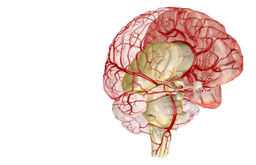 血管,无人,横图,插画,室内,白天,白色背景,正面,数码,科技,静物,大脑,阴影,局部,网络,医学,高光,几何,计算机图形,合成,图画,画,人体,电脑合成图,数码合成图,生物学,器官,沟壑,漫画,小脑,脑干,生理学,写实,具体,具象,大脑皮层,端脑,沟,灰质,回,间脑,椎动脉,脑动脉,彩图