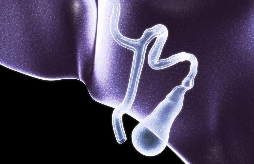 内脏,胆囊,无人,横图,插画,室内,白天,正面,数码,科技,静物,阴影,黑色背景,局部,网络,医学,高光,几何,计算机图形,合成,图画,画,人体,电脑合成图,数码合成图,生物学,器官,漫画,生理学,写实,具体,具象,胆,胆总管,彩图,消化系统