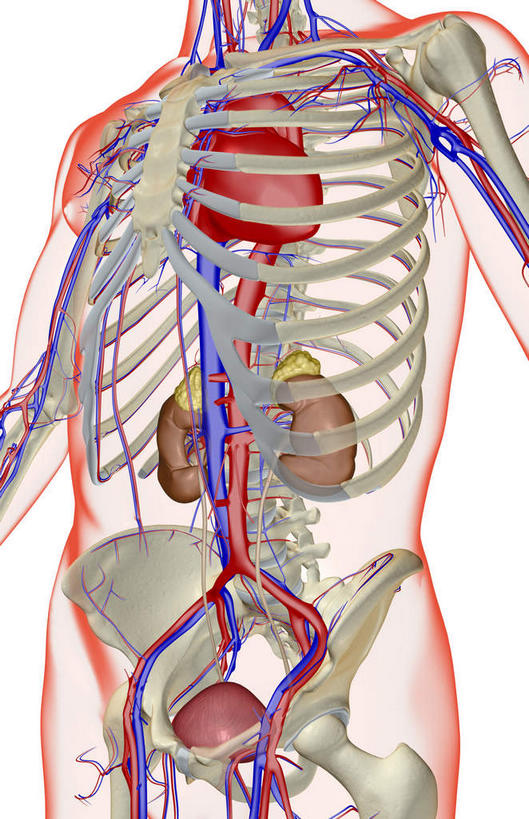 内脏,心脏,肾脏,动脉,静脉,无人,竖图,插画,x光片,室内,白天,白色背景,正面,数码,科技,静物,阴影,局部,辐射,科学,网络,医学,线条,高光,几何,计算机图形,合成,图画,画,模型,人体,轮廓,电脑合成图,数码合成图,医疗,生物学,科学技术,x射线,器官,x光,漫画,泌尿系统,输尿管,心血管,心房,心室,生理学,写实,具体,具象,肾上腺,肾动脉,肾静脉,肾,心,彩图,电磁波,电磁辐射