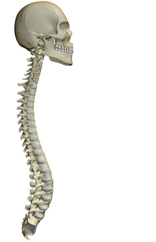 颅骨,骨骼,脊椎,无人,竖图,插画,室内,白天,白色背景,正面,数码,科技,静物,阴影,局部,网络,医学,头骨,骨头,高光,几何,计算机图形,合成,图画,画,人体,电脑合成图,数码合成图,骨架,生物学,漫画,生理学,写实,具体,具象,脊椎骨,脊柱,头盖骨,彩图