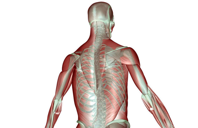骨骼,肌肉,健壮,无人,横图,插画,室内,白天,白色背景,正面,数码,科技,静物,阴影,网络,医学,骨头,高光,几何,计算机图形,合成,图画,画,健康,活力,力量,人体,青春,电脑合成图,数码合成图,骨架,生物学,强壮,漫画,生理学,写实,具体,具象,三角肌,彩图