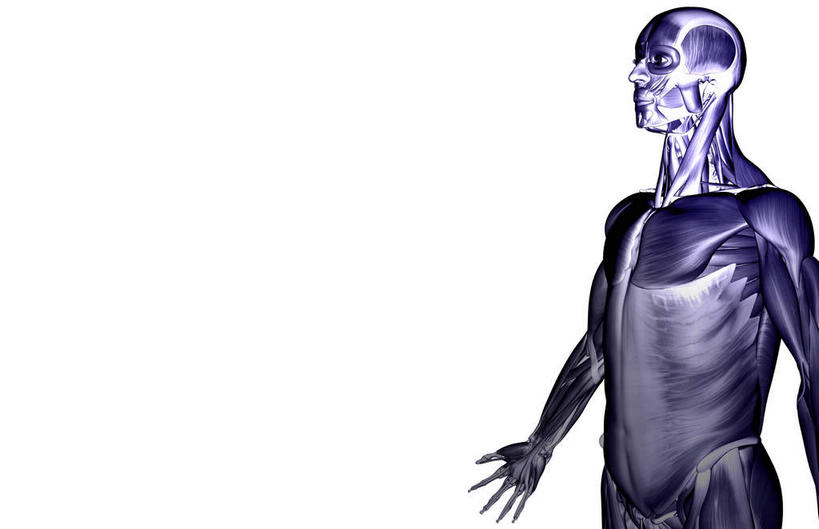 肌肉,健壮,无人,横图,插画,室内,白天,白色背景,正面,数码,科技,静物,阴影,网络,医学,线条,高光,几何,计算机图形,合成,图画,画,健康,活力,力量,人体,轮廓,青春,电脑合成图,数码合成图,生物学,强壮,胸肌,漫画,生理学,写实,具体,具象,前锯肌,腹外斜肌,彩图