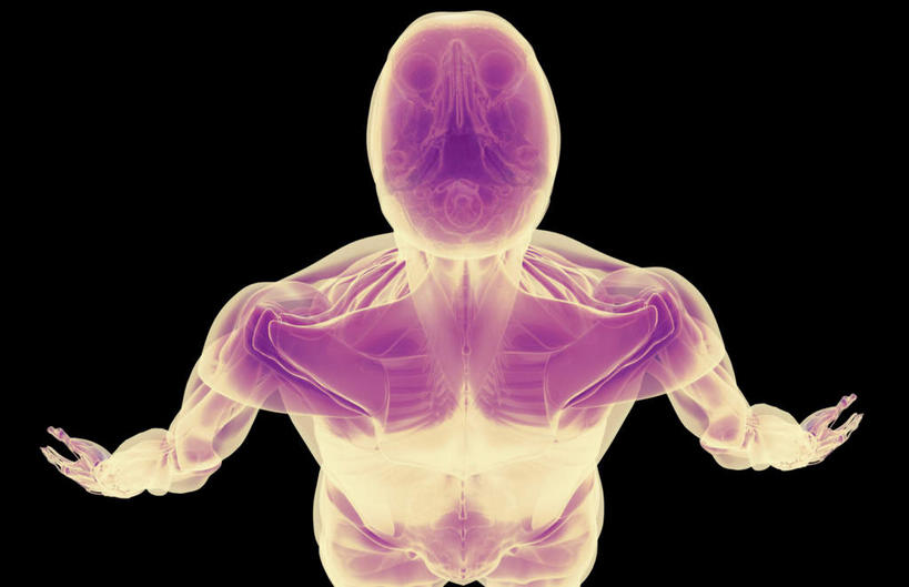 肌肉,健壮,无人,横图,插画,室内,白天,正面,数码,科技,静物,阴影,黑色背景,网络,医学,线条,高光,几何,计算机图形,合成,图画,画,健康,活力,力量,人体,轮廓,青春,电脑合成图,数码合成图,生物学,强壮,漫画,生理学,写实,具体,具象,三角肌,彩图