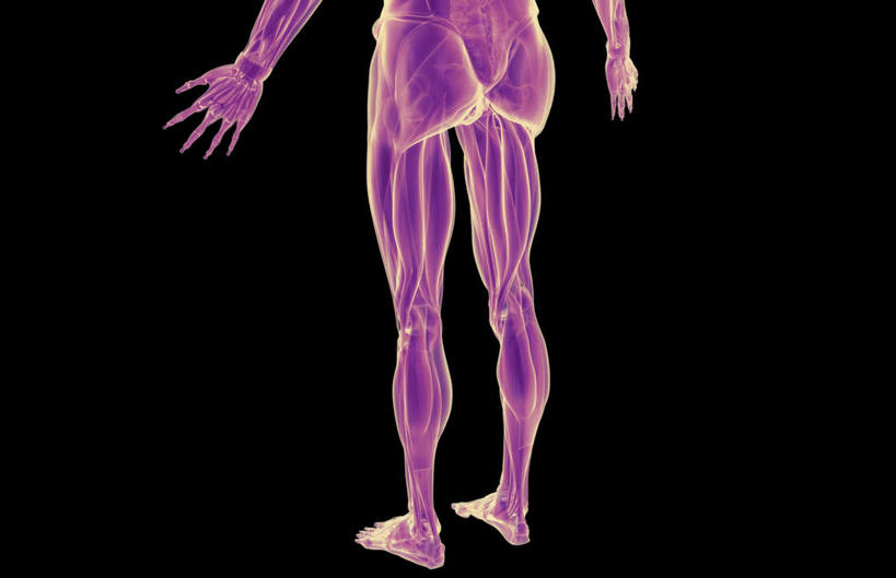 肌肉,健壮,无人,横图,插画,室内,白天,正面,数码,科技,静物,阴影,黑色背景,网络,医学,线条,高光,几何,计算机图形,合成,图画,画,健康,活力,力量,人体,轮廓,青春,电脑合成图,数码合成图,生物学,强壮,漫画,生理学,写实,具体,具象,半腱肌,腓肠肌,股二头肌,髂胫束,彩图