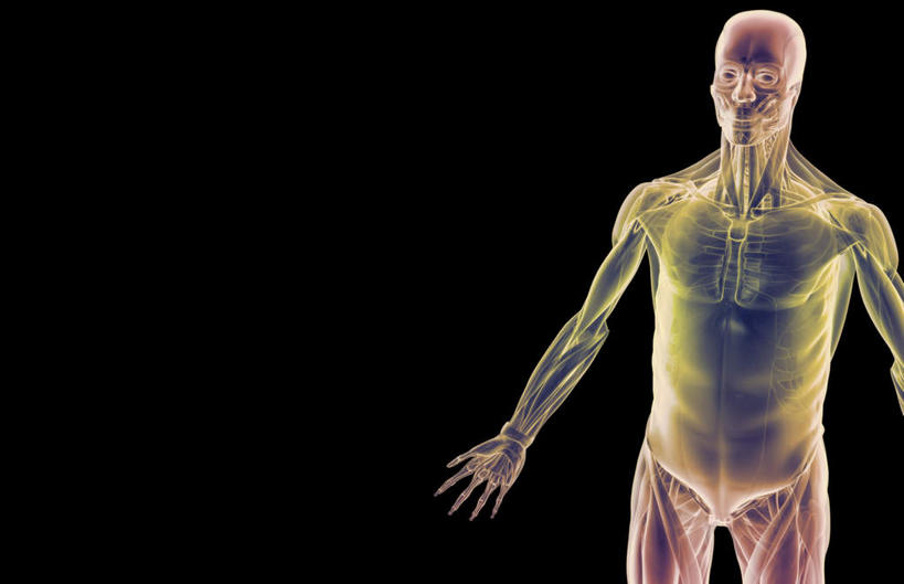 肌肉,健壮,无人,横图,插画,室内,白天,正面,数码,科技,静物,阴影,黑色背景,网络,医学,线条,高光,几何,计算机图形,合成,图画,画,健康,活力,力量,人体,轮廓,青春,电脑合成图,数码合成图,生物学,强壮,胸肌,漫画,生理学,写实,具体,具象,前锯肌,腹外斜肌,彩图