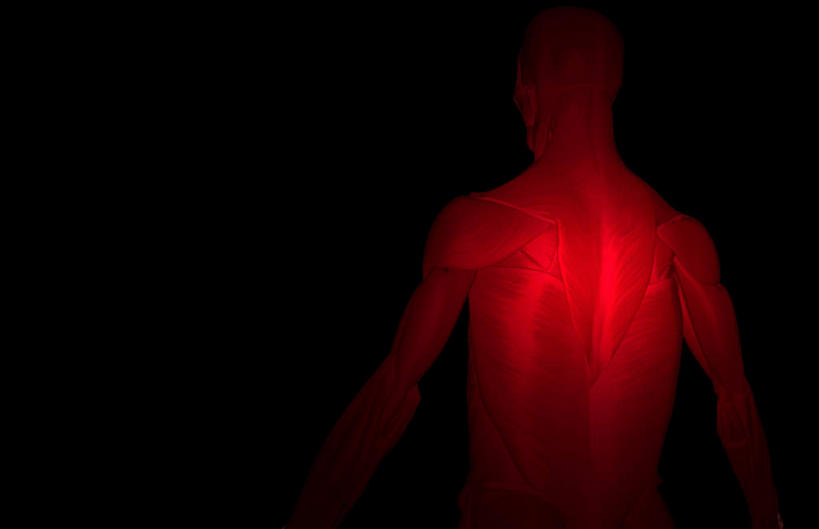 肌肉,健壮,无人,横图,插画,室内,白天,正面,数码,科技,静物,阴影,黑色背景,网络,医学,线条,高光,几何,计算机图形,合成,图画,画,健康,活力,力量,人体,轮廓,青春,电脑合成图,数码合成图,生物学,强壮,漫画,生理学,写实,具体,具象,背阔肌,彩图