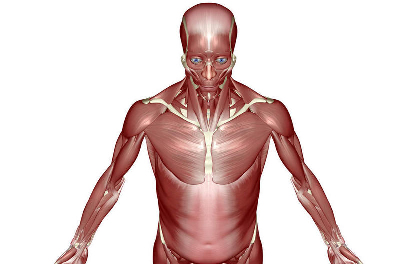 肌肉,健壮,无人,横图,插画,室内,白天,白色背景,正面,数码,科技,静物,阴影,网络,医学,高光,几何,计算机图形,合成,图画,画,健康,活力,力量,人体,青春,电脑合成图,数码合成图,生物学,强壮,胸肌,漫画,生理学,写实,具体,具象,腹外斜肌,彩图