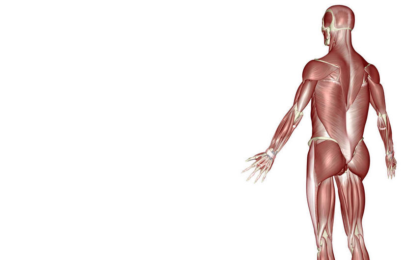 肌肉,健壮,无人,横图,插画,室内,白天,白色背景,正面,数码,科技,静物,阴影,网络,医学,高光,几何,计算机图形,合成,图画,画,健康,活力,力量,人体,青春,电脑合成图,数码合成图,生物学,强壮,漫画,生理学,写实,具体,具象,背阔肌,三角肌,彩图