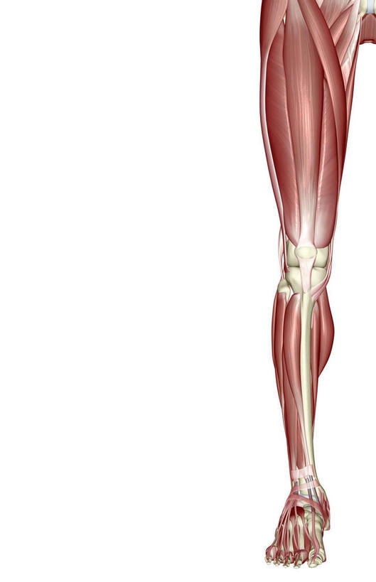 腿部,肌肉,腿,健壮,无人,竖图,插画,室内,白天,白色背景,正面,数码,科技,静物,阴影,网络,医学,高光,几何,计算机图形,合成,图画,画,健康,活力,力量,人体,青春,电脑合成图,数码合成图,生物学,强壮,漫画,生理学,写实,具体,具象,股内侧肌,股外侧肌,缝匠肌,胫骨前肌,趾长伸肌,股直肌,拇长伸肌,彩图
