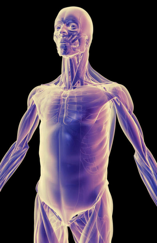 肌肉,健壮,无人,竖图,插画,室内,白天,正面,数码,科技,静物,阴影,黑色背景,网络,医学,线条,高光,几何,计算机图形,合成,图画,画,健康,活力,力量,人体,轮廓,青春,电脑合成图,数码合成图,生物学,强壮,胸肌,漫画,生理学,写实,具体,具象,前锯肌,腹外斜肌,彩图