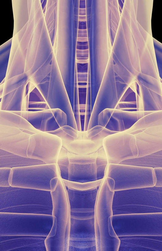 肌肉,健壮,无人,竖图,插画,室内,白天,正面,数码,科技,静物,阴影,黑色背景,网络,医学,线条,高光,几何,计算机图形,合成,图画,画,健康,活力,力量,人体,轮廓,青春,电脑合成图,数码合成图,生物学,强壮,胸肌,漫画,生理学,写实,具体,具象,胸锁乳突肌,彩图