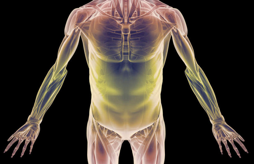 肌肉,健壮,无人,横图,插画,室内,白天,正面,数码,科技,静物,阴影,黑色背景,网络,医学,线条,高光,几何,计算机图形,合成,图画,画,健康,活力,力量,人体,轮廓,青春,电脑合成图,数码合成图,生物学,强壮,胸肌,漫画,生理学,写实,具体,具象,腹外斜肌,彩图