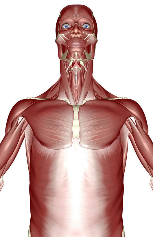 肌肉,健壮,无人,竖图,插画,室内,白天,白色背景,正面,数码,科技,静物,阴影,网络,医学,高光,几何,计算机图形,合成,图画,画,健康,活力,力量,人体,青春,电脑合成图,数码合成图,生物学,强壮,胸肌,漫画,生理学,写实,具体,具象,腹外斜肌,彩图