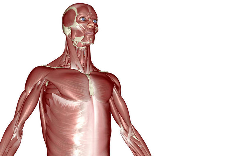 肌肉,健壮,无人,横图,插画,室内,白天,白色背景,正面,数码,科技,静物,阴影,网络,医学,高光,几何,计算机图形,合成,图画,画,健康,活力,力量,人体,青春,电脑合成图,数码合成图,生物学,强壮,胸肌,漫画,生理学,写实,具体,具象,前锯肌,腹外斜肌,彩图