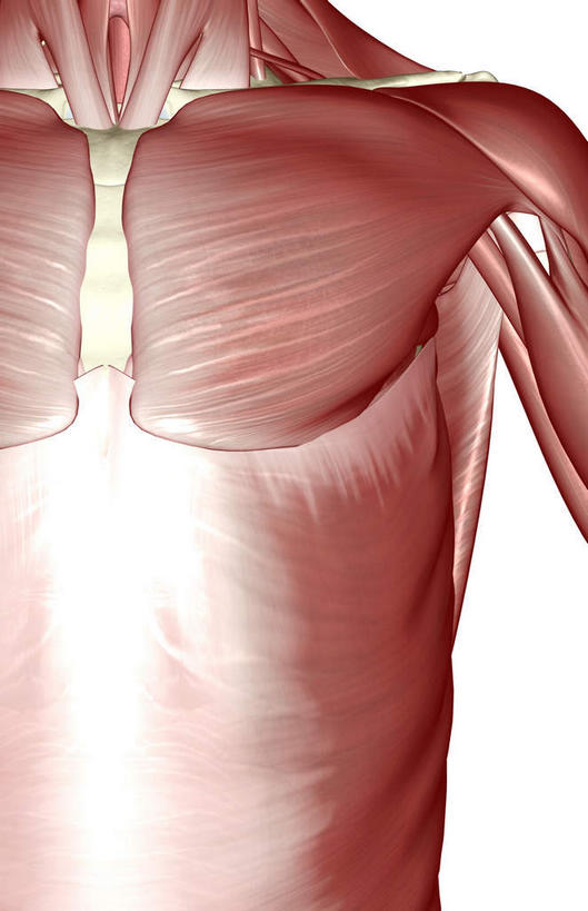 肌肉,健壮,无人,竖图,插画,室内,白天,白色背景,正面,数码,科技,静物,阴影,网络,医学,高光,几何,计算机图形,合成,图画,画,健康,活力,力量,人体,青春,电脑合成图,数码合成图,生物学,强壮,胸肌,漫画,生理学,写实,具体,具象,腹外斜肌,彩图