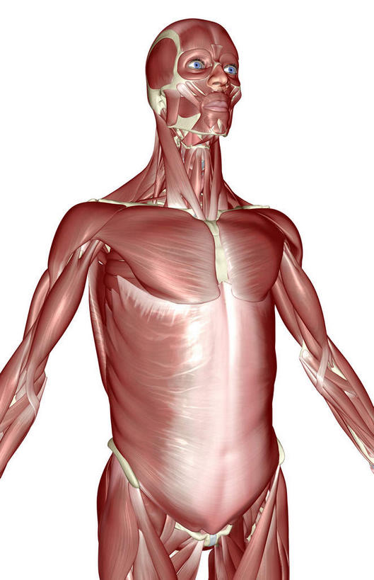 肌肉,健壮,无人,竖图,插画,室内,白天,白色背景,正面,数码,科技,静物,阴影,网络,医学,高光,几何,计算机图形,合成,图画,画,健康,活力,力量,人体,青春,电脑合成图,数码合成图,生物学,强壮,胸肌,漫画,生理学,写实,具体,具象,前锯肌,腹外斜肌,彩图