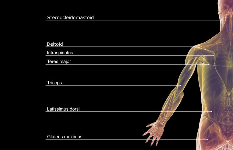 肌肉,健壮,无人,横图,插画,室内,白天,正面,数码,科技,静物,阴影,黑色背景,局部,网络,医学,英文,标志,文字,线条,字符,字母,高光,几何,计算机图形,合成,图画,标识,画,健康,活力,力量,解说,人体,说明,轮廓,青春,英文字母,电脑合成图,数码合成图,生物学,强壮,漫画,生理学,写实,具体,具象,阐明,申明,注解,注明,二头肌,彩图