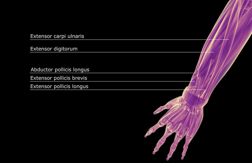 手,肌肉,健壮,无人,横图,插画,室内,白天,正面,数码,科技,静物,阴影,黑色背景,局部,网络,医学,英文,标志,文字,线条,字符,字母,高光,几何,计算机图形,合成,图画,标识,画,健康,手部,活力,力量,解说,人体,说明,轮廓,青春,英文字母,电脑合成图,数码合成图,生物学,强壮,漫画,生理学,写实,具体,具象,阐明,申明,注解,注明,二头肌,趾长伸肌,彩图