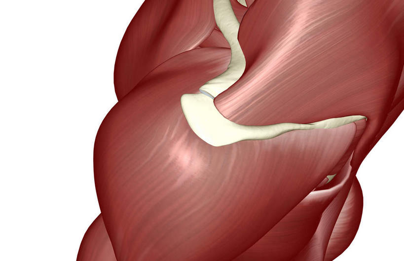 肌肉,健壮,无人,横图,插画,室内,白天,白色背景,正面,数码,科技,静物,阴影,局部,网络,医学,高光,几何,计算机图形,合成,图画,画,健康,活力,力量,人体,青春,电脑合成图,数码合成图,生物学,强壮,漫画,生理学,写实,具体,具象,三角肌,彩图