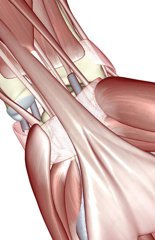 肌肉,健壮,无人,竖图,插画,室内,白天,白色背景,正面,数码,科技,静物,阴影,局部,网络,医学,高光,几何,计算机图形,合成,图画,画,健康,活力,力量,人体,青春,电脑合成图,数码合成图,生物学,强壮,漫画,生理学,写实,具体,具象,肌腱,腕关节,彩图