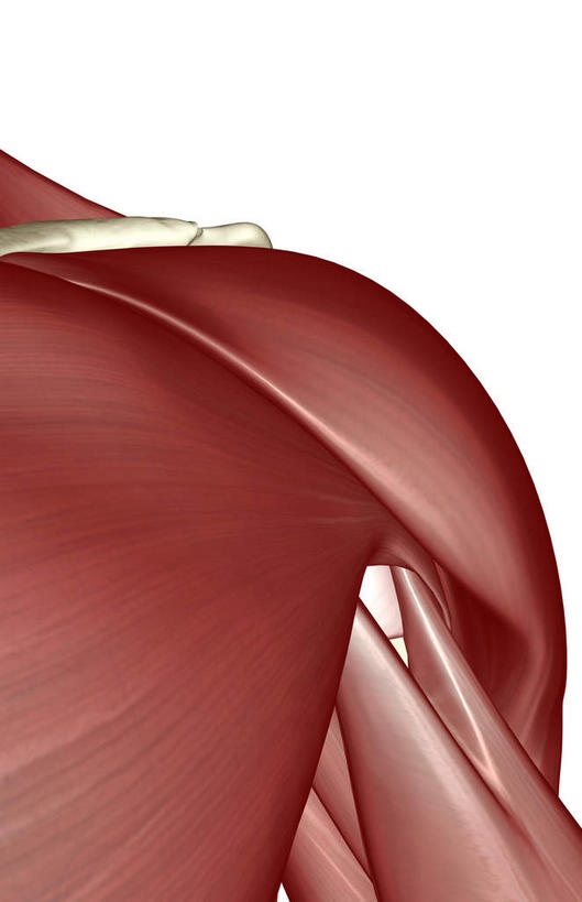 肌肉,健壮,无人,竖图,插画,室内,白天,白色背景,正面,数码,科技,静物,阴影,局部,网络,医学,高光,几何,计算机图形,合成,图画,肩膀,画,健康,活力,力量,人体,青春,电脑合成图,数码合成图,生物学,强壮,漫画,生理学,写实,具体,具象,二头肌,三角肌,彩图
