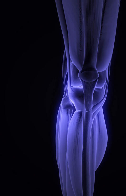 腿部,肌肉,腿,健壮,无人,竖图,插画,室内,白天,正面,数码,科技,静物,阴影,黑色背景,局部,网络,医学,高光,几何,计算机图形,合成,图画,画,健康,活力,力量,人体,青春,电脑合成图,数码合成图,生物学,强壮,漫画,生理学,写实,具体,具象,髌韧带,股外侧肌,比目鱼肌,胫骨前肌,彩图