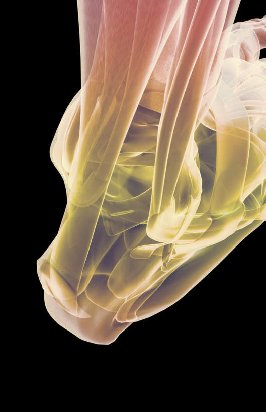 腿部,脚,骨骼,肌肉,腿,健壮,无人,竖图,插画,室内,白天,正面,数码,科技,静物,阴影,黑色背景,局部,网络,医学,骨头,高光,几何,计算机图形,合成,图画,画,健康,活力,力量,人体,青春,电脑合成图,数码合成图,骨架,生物学,强壮,漫画,生理学,写实,具体,具象,肌腱,踝关节,彩图