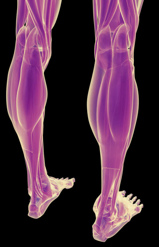 腿部,肌肉,腿,健壮,无人,竖图,插画,室内,白天,正面,数码,科技,静物,阴影,黑色背景,局部,网络,医学,高光,几何,计算机图形,合成,图画,画,健康,活力,力量,人体,青春,电脑合成图,数码合成图,生物学,强壮,漫画,生理学,写实,具体,具象,腓肠肌,比目鱼肌,彩图
