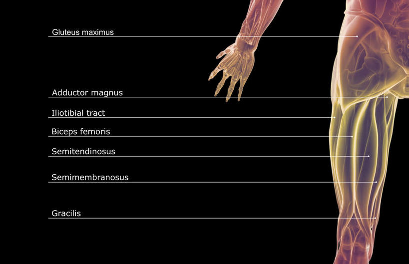 臀部,肌肉,健壮,无人,横图,插画,室内,白天,正面,数码,科技,静物,阴影,黑色背景,局部,网络,医学,英文,标志,文字,字符,字母,高光,几何,计算机图形,合成,图画,标识,画,健康,活力,力量,解说,人体,说明,青春,英文字母,电脑合成图,数码合成图,生物学,强壮,漫画,生理学,写实,具体,具象,阐明,申明,注解,注明,半腱肌,股二头肌,大收肌,屁股,彩图