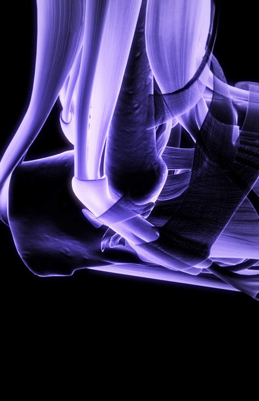 骨骼,肌肉,健壮,无人,竖图,插画,室内,白天,正面,数码,科技,静物,阴影,黑色背景,局部,网络,医学,骨头,高光,几何,计算机图形,合成,图画,画,健康,活力,力量,人体,青春,电脑合成图,数码合成图,骨架,生物学,强壮,漫画,生理学,写实,具体,具象,肌腱,足骨,踝关节,彩图