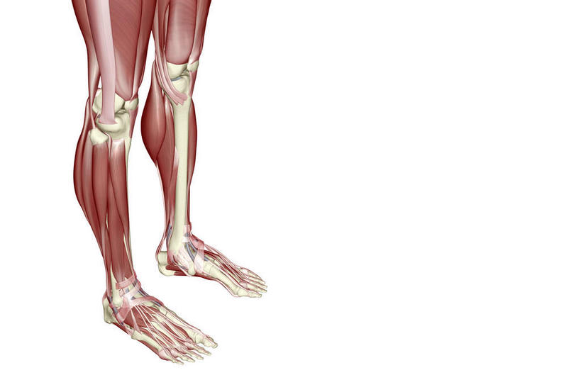 骨骼,肌肉,健壮,无人,横图,插画,室内,白天,白色背景,正面,数码,科技,静物,阴影,局部,网络,医学,骨头,高光,几何,计算机图形,合成,图画,画,健康,活力,力量,人体,青春,电脑合成图,数码合成图,骨架,生物学,强壮,腿骨,漫画,生理学,写实,具体,具象,胫骨,比目鱼肌,胫骨前肌,趾长伸肌,伸拇长肌,彩图