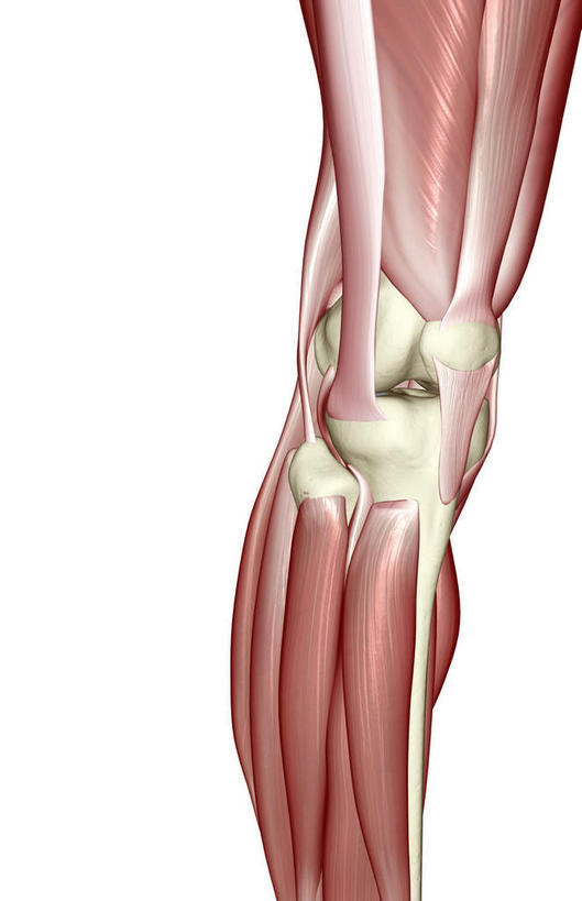 膝关节,骨骼,肌肉,关节,健壮,无人,竖图,插画,室内,白天,白色背景,正面,数码,科技,静物,阴影,局部,网络,医学,骨头,高光,几何,计算机图形,合成,图画,画,健康,活力,力量,人体,青春,电脑合成图,数码合成图,骨架,生物学,强壮,漫画,生理学,写实,具体,具象,髌骨,髌韧带,胫骨前肌,彩图