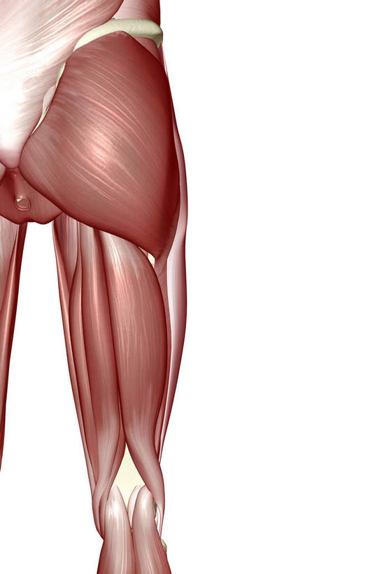 肌肉,健壮,无人,竖图,插画,室内,白天,白色背景,正面,数码,科技,静物,阴影,局部,网络,医学,高光,几何,计算机图形,合成,图画,画,健康,活力,力量,人体,青春,电脑合成图,数码合成图,生物学,强壮,漫画,生理学,写实,具体,具象,半腱肌,股二头肌,大收肌,彩图