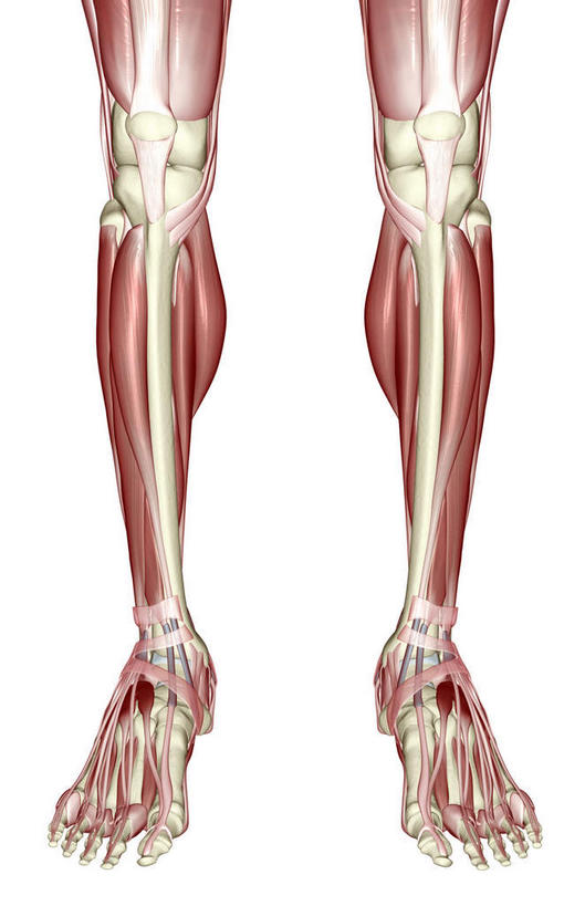 膝关节,肌肉,关节,健壮,无人,竖图,插画,室内,白天,白色背景,正面,数码,科技,静物,阴影,局部,网络,医学,高光,几何,计算机图形,合成,图画,画,健康,活力,力量,人体,青春,电脑合成图,数码合成图,生物学,强壮,腿骨,漫画,生理学,写实,具体,具象,趾骨,足骨,胫前肌,趾长伸肌,伸拇长肌,彩图