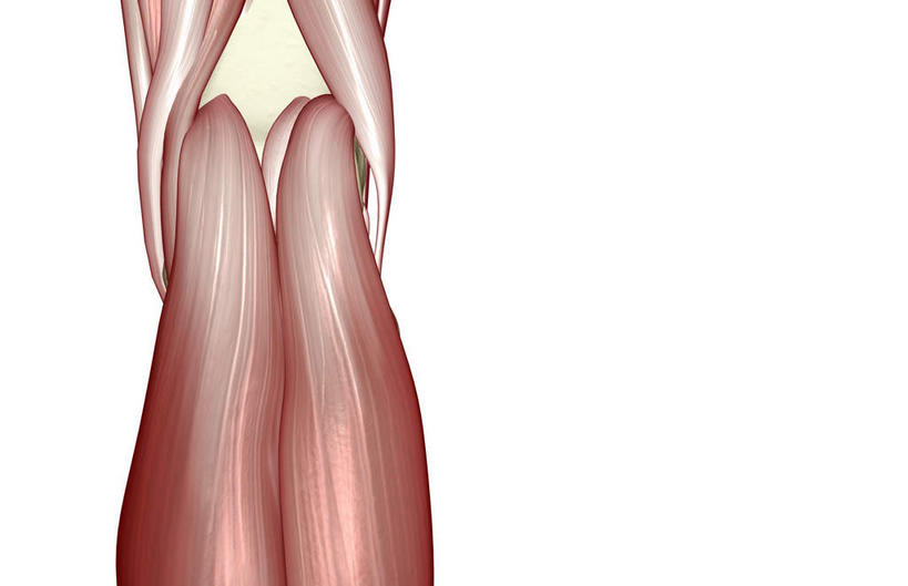 膝关节,肌肉,关节,健壮,无人,横图,插画,室内,白天,白色背景,正面,数码,科技,静物,阴影,局部,网络,医学,高光,几何,计算机图形,合成,图画,画,健康,活力,力量,人体,青春,电脑合成图,数码合成图,生物学,强壮,漫画,生理学,写实,具体,具象,腓肠肌,彩图