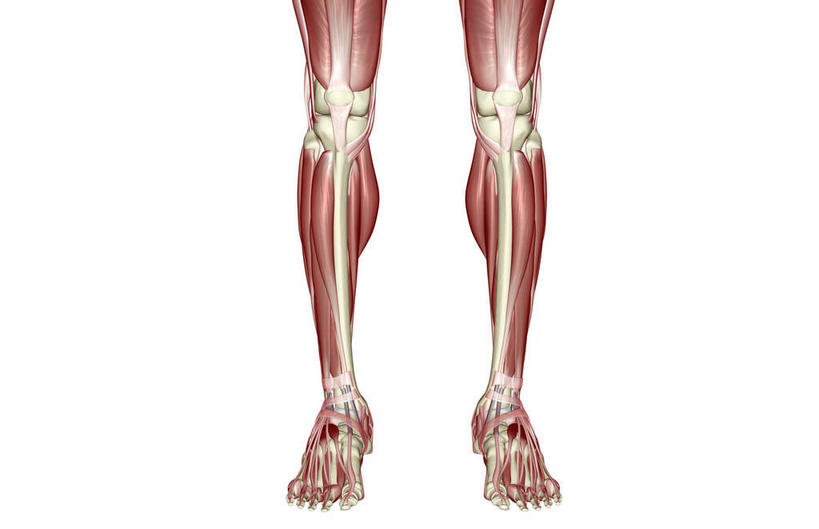 肌肉,健壮,无人,横图,插画,室内,白天,白色背景,正面,数码,科技,静物,阴影,局部,网络,医学,高光,几何,计算机图形,合成,图画,画,健康,活力,力量,人体,青春,电脑合成图,数码合成图,生物学,强壮,漫画,生理学,写实,具体,具象,胫骨前肌,趾长伸肌,拇长伸肌,彩图