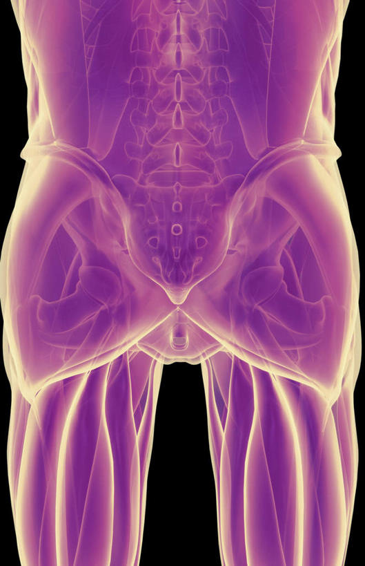 腿部,肌肉,腿,健壮,无人,竖图,插画,室内,白天,正面,数码,科技,静物,阴影,黑色背景,局部,网络,医学,高光,几何,计算机图形,合成,图画,画,健康,活力,力量,人体,青春,电脑合成图,数码合成图,生物学,强壮,漫画,生理学,写实,具体,具象,半腱肌,股二头肌,大收肌,彩图