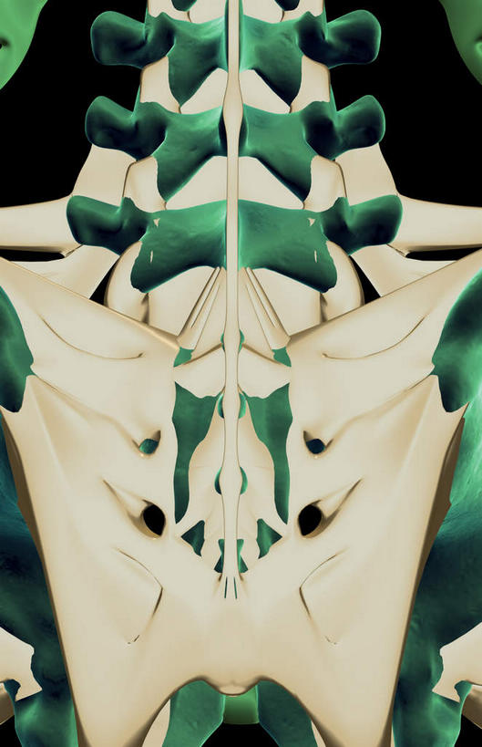 骨骼,骨盆,无人,竖图,插画,室内,白天,正面,数码,科技,静物,阴影,黑色背景,局部,网络,医学,骨头,高光,几何,计算机图形,合成,图画,画,人体,电脑合成图,数码合成图,骨架,生物学,盆骨,韧带,漫画,生理学,写实,具体,具象,骶骨,髋骨,尾骨,彩图