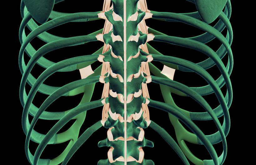 骨骼,胸骨,肋骨,脊椎,无人,横图,插画,室内,白天,正面,数码,科技,静物,阴影,黑色背景,局部,网络,医学,骨头,高光,几何,计算机图形,合成,图画,画,人体,电脑合成图,数码合成图,骨架,生物学,韧带,漫画,生理学,写实,具体,具象,胸椎,腰骨,脊椎骨,肋软骨,脊柱,彩图