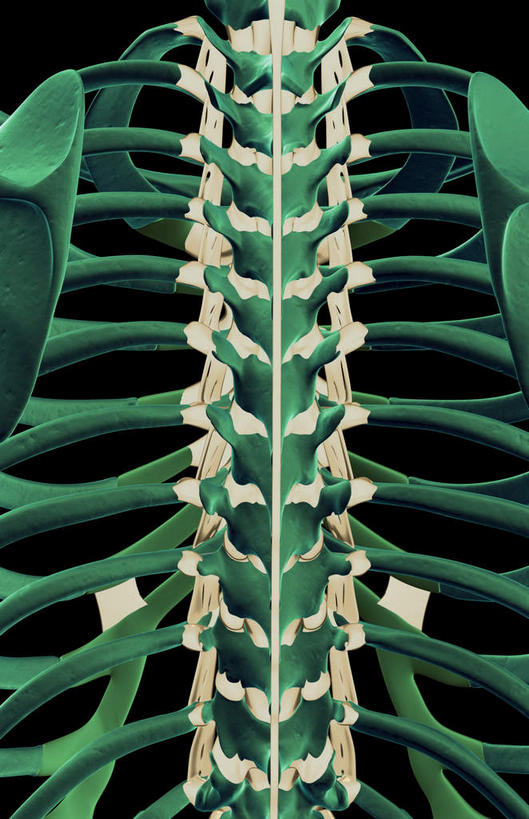 骨骼,胸骨,肋骨,脊椎,无人,竖图,插画,室内,白天,正面,数码,科技,静物,阴影,黑色背景,局部,网络,医学,骨头,高光,几何,计算机图形,合成,图画,画,人体,电脑合成图,数码合成图,骨架,生物学,韧带,漫画,生理学,写实,具体,具象,胸椎,腰骨,脊椎骨,肋软骨,脊柱,彩图