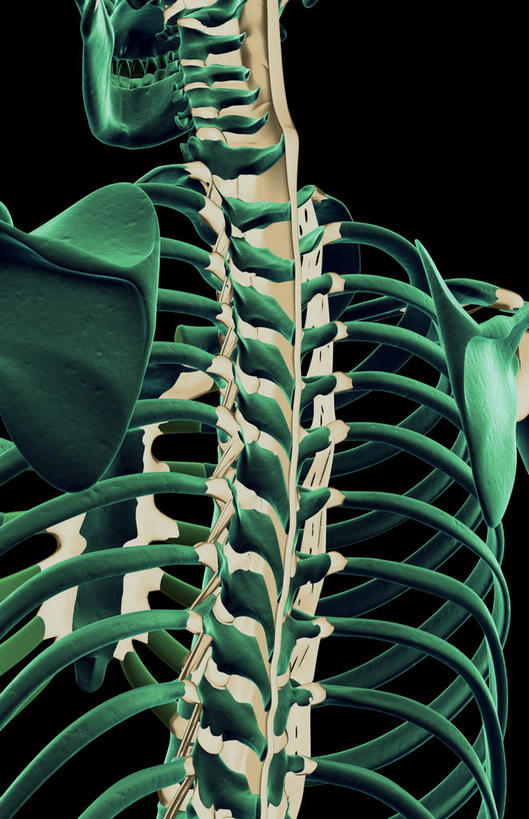 骨骼,胸骨,肋骨,脊椎,无人,竖图,插画,室内,白天,正面,数码,科技,静物,阴影,黑色背景,局部,网络,医学,骨头,高光,几何,计算机图形,合成,图画,画,人体,电脑合成图,数码合成图,骨架,生物学,韧带,漫画,生理学,写实,具体,具象,胸椎,腰骨,脊椎骨,肋软骨,脊柱,彩图