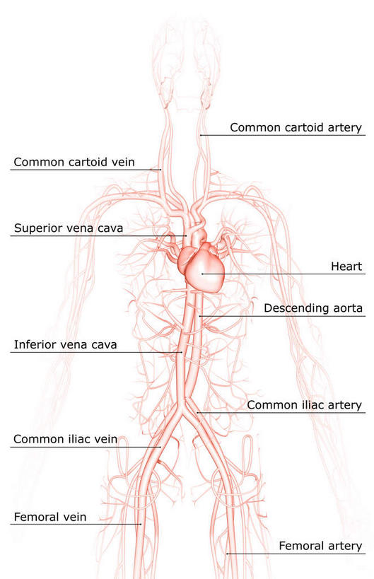 内脏,心脏,动脉,静脉,无人,竖图,插画,室内,白天,白色背景,正面,数码,科技,静物,阴影,局部,网络,医学,英文,标志,文字,线条,字符,字母,高光,几何,计算机图形,合成,图画,标识,画,模型,解说,人体,说明,轮廓,英文字母,电脑合成图,数码合成图,生物学,人体器官,器官,漫画,心血管,心房,心室,生理学,写实,具体,具象,阐明,申明,注解,注明,颈动脉,颈静脉,锁骨下动脉,锁骨下静脉,下腔静脉,上腔静脉,升主动脉,降主动脉,腋动脉,腋静脉,肺动脉,肺静脉,心,彩图